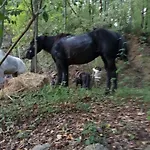 La Miniera